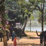 Walking With The World’s Largest Mammal