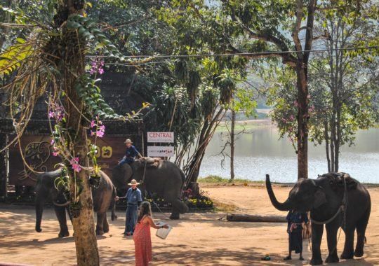 Walking With The World’s Largest Mammal