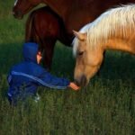 The Link Between Exercise Intensity and Equine Gastric Ulcer Development: Balancing Training and Gastric Health