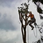 Top Reasons To Choose Qualified Tree Surgeons In Upminster