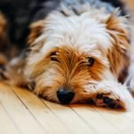 Large Dogs: How To Choose The Right Bed